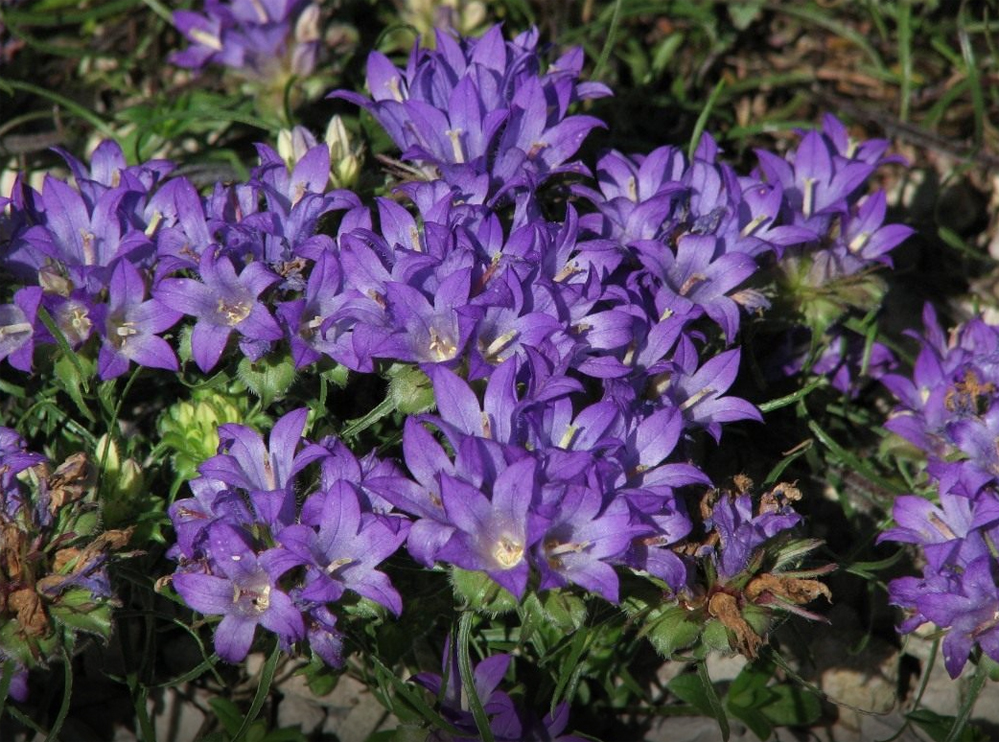 Edraianthus kitaibelii, Kõrrelislehine kimpkellukas